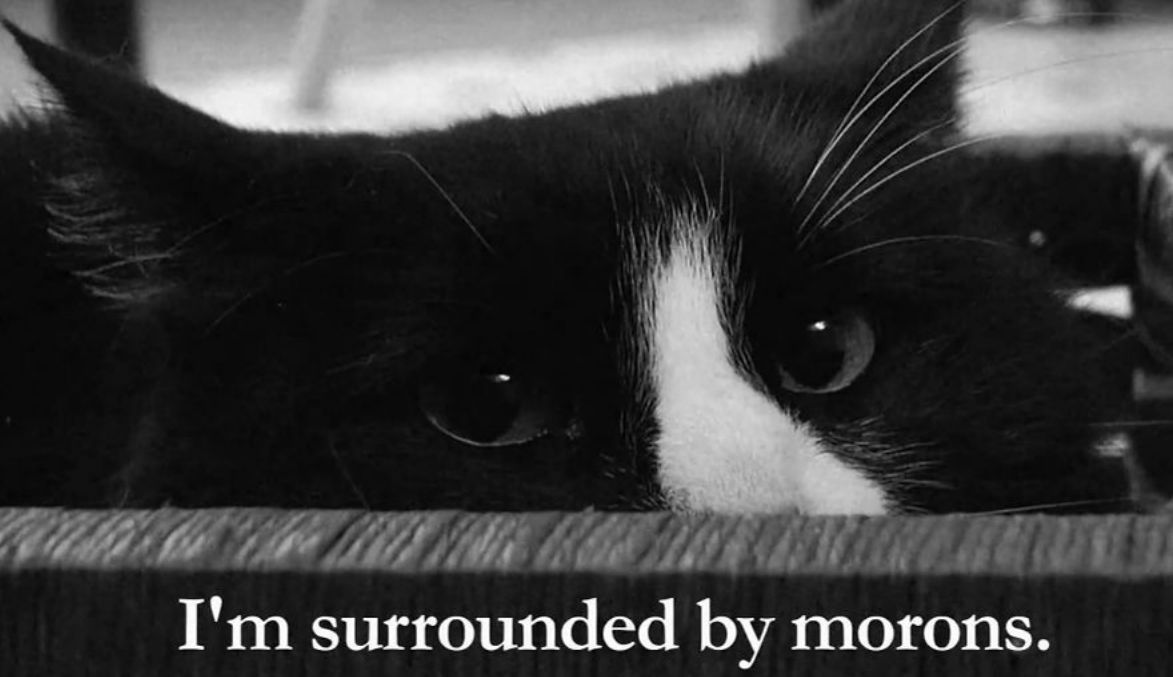 Poesi, Katter